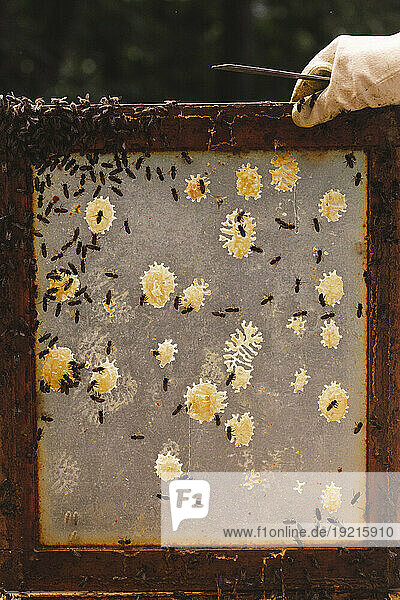 Hand of beekeeper holding wooden hive frame