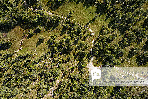 Austria  Salzburger Land  Drone view of dirt road stretching through coniferous grove in summer