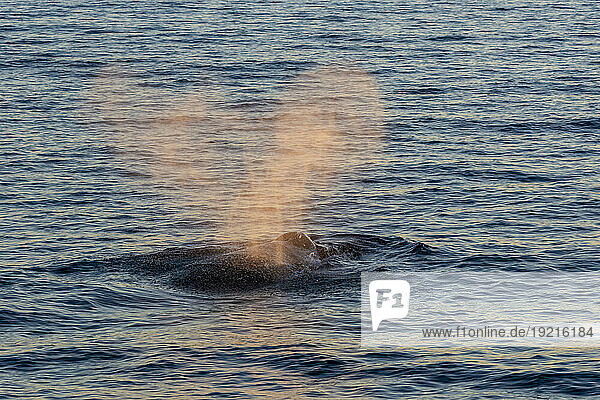 Mexico  Baja California  Humpback whale (Megaptera Novaeangliae) breaching in Sea Of Cortes