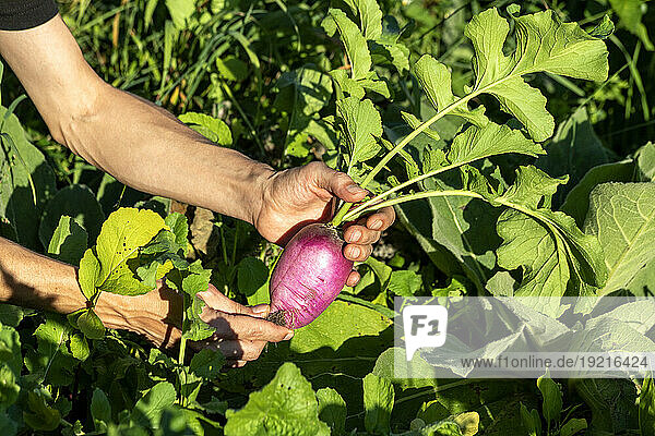 Hands of woman holding freshly harvested beet