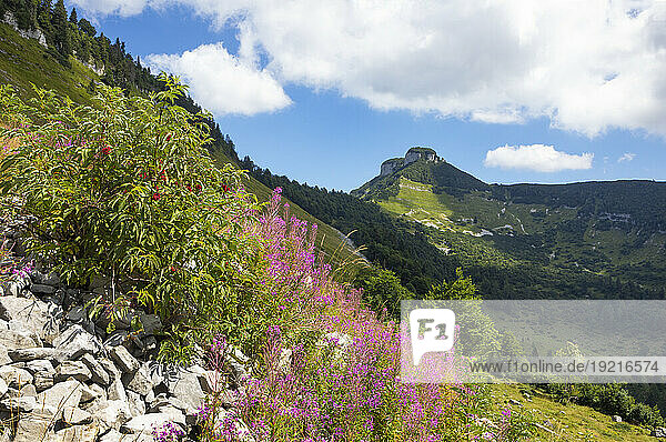 Austria  Salzburger Land  Fireweed blooming on way to Schmittenstein mountain