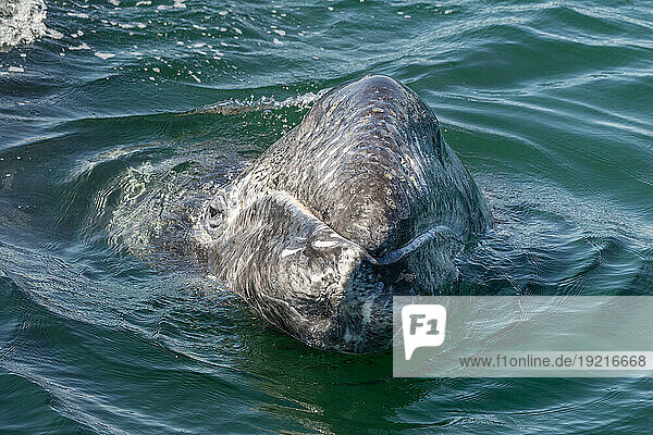 Mexico  Baja California  Head of gray whale (Eschrichtius robustus) breaching in San Ignacio Lagoon