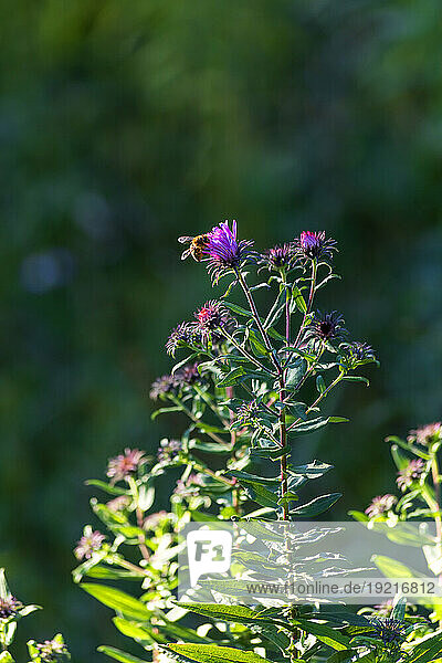Honey bee on purple aster flower plants in garden