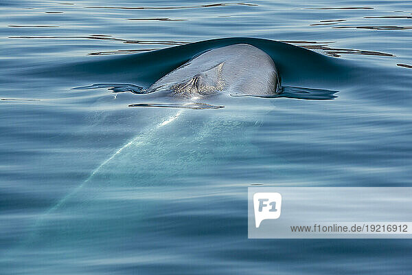 Mexico  Baja California  Blue whale (Balaenoptera Musculus) breaching in Sea Of Cortes