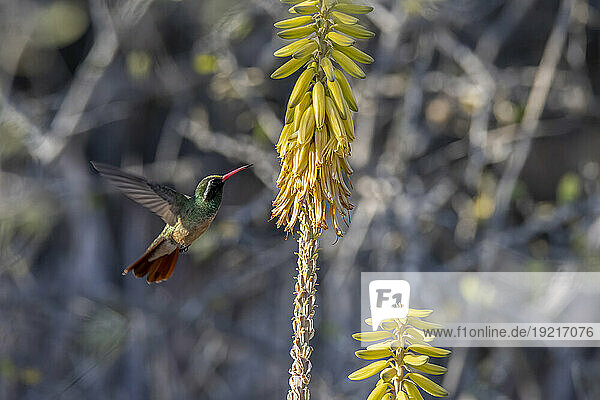 Mexico  Baja California  Xantus's hummingbird (Basilinna xantusii) flying toward plant
