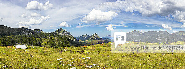 Austria  Salzburger Land  Panoramic view of cattle grazing in alpine pasture