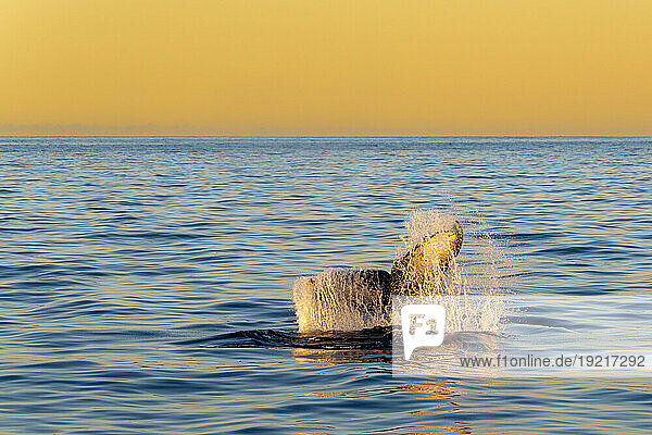 Mexico  Baja California  Tail fin of breaching humpback whale (Megaptera Novaeangliae)
