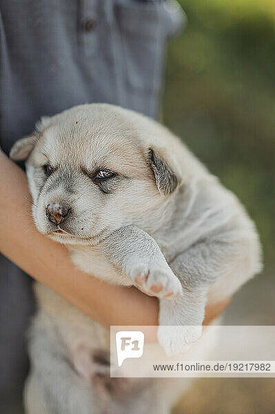 Boy holding mixed breed puppy in hands