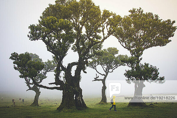 Portugal  Madeira Island  Fanal  Fanal Forest  Laurisilva Forest  UNESCO World Heritage Site