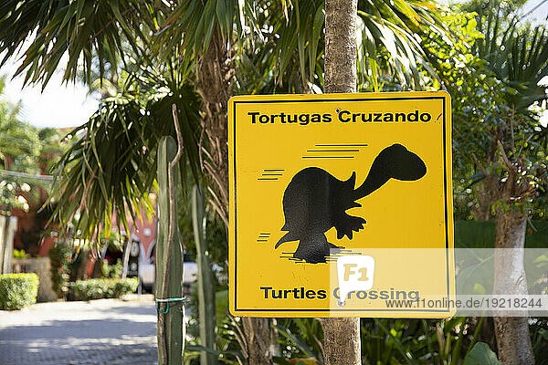 Mexico  Quintana Roo  Akumal  turtles crossing