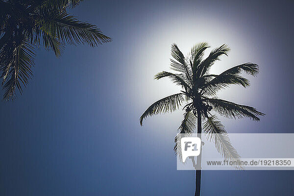 Dominican Republic, . Man climbing with bare hands to the top of a coconut tree