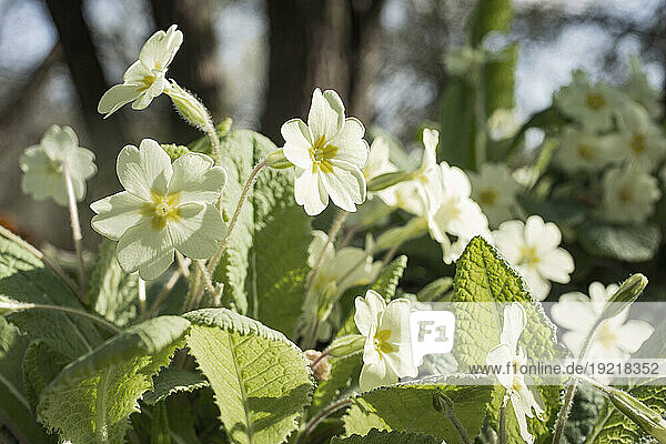 Close-up of primroses in an undergrowth.