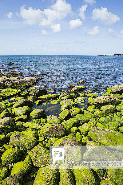 France,  ile d'Yeu,  85,  Pointe des Corbeaux,  green algae on rocks.
