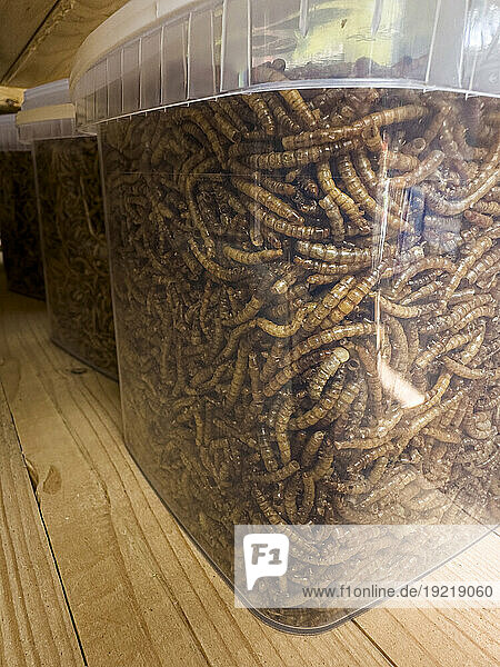 Sale of worms in a plastic container