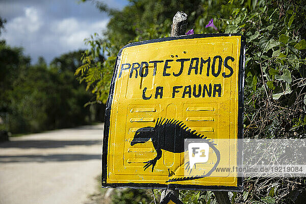 Mexico  Quintana Roo. Signboard  Iguana