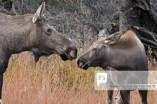 Close Up View Of A Cow Moose And Calf In The Chugach Mountains  Near Anchorage  Southcentral Alaska  Autumn