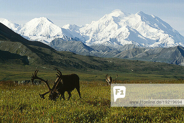 Two Caribou Feeding On Tundra With Mt. Mckinley And Alaska Range In The Background  Denali National Park  Interior Alaska