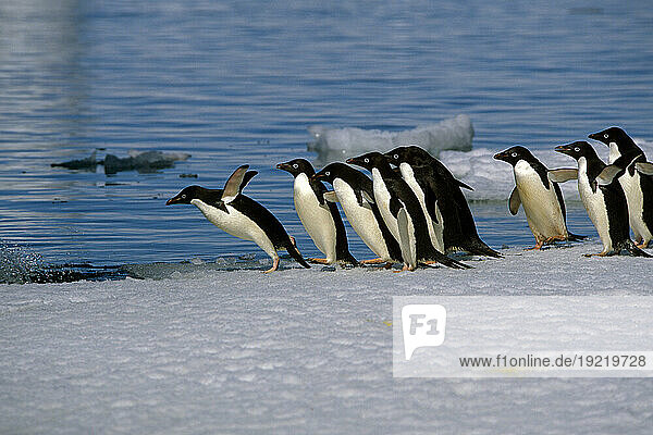 Adelie Penguins Jump From Iceberg Paulet Is Antarctic Summer