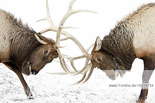Captive: A Pair Of Large Rocky Mountain Elk Lock Antlers And Fight  Alaska Wildlife Conservation Center  Southcentral Alaska  Winter