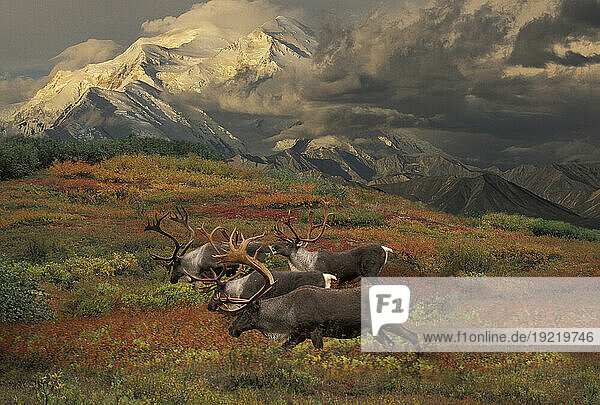 Compostie Caribou Graze On Tundra During Autumn With Mt. Mckinley In The Background In Denali National Park  Alaska Composite