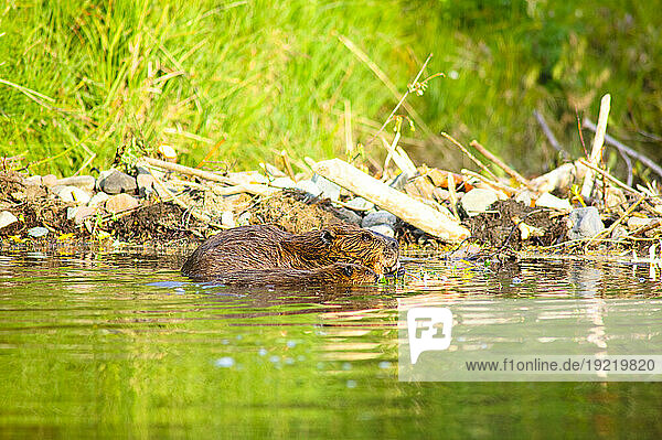 A Beaver And Baby Feed Near Their Dam In Jack Creek Off Nabesna Road  Wrangell Saint Elias National Park  Southcentral Alaska /Nsummer