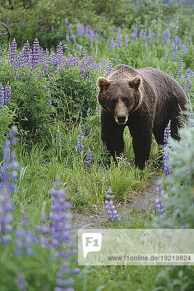 Captive: Brown Bear Walking Amongst Lupine Wildflowers At The Alaska Wildlife Conservation Center During Summer In Southcentral Alaska Captive
