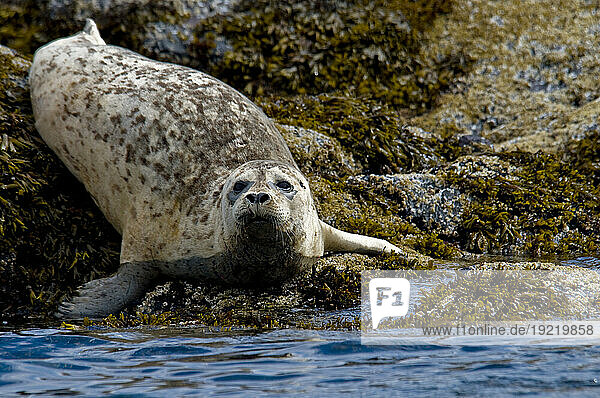 Harbor Seal Rests On The Rocky Shore Of Kukak Bay  Katmai National Park  Southwest Alaska  Summer