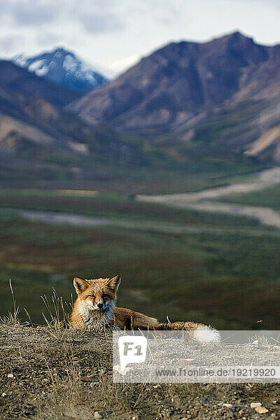 View Of A Red Fox Resting Near Polychrome Pass  Denali National Park  Interior Alaska  Autumn