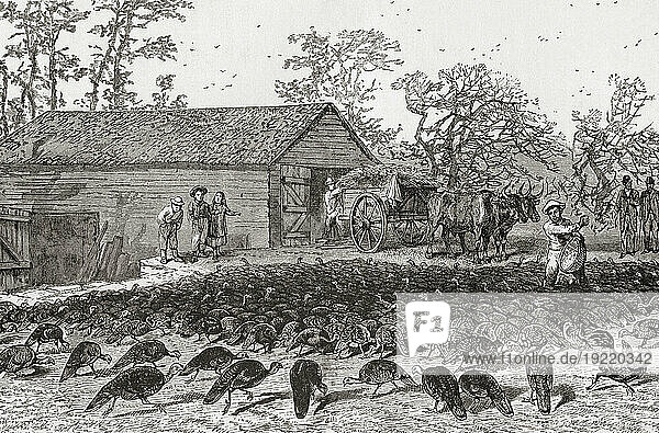 Feeding turkeys on a large turkey farm  Washington Hollow  Dutchess County  New York  United States of America  19th century. From America Revisited: From The Bay of New York to The Gulf of Mexico  published 1886.