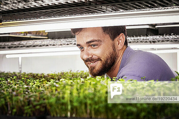 Business owner inspects microgreens growing in trays under lighting; Edmonton  Alberta  Canada