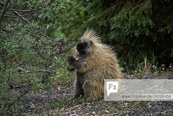 Porcupine standing near a tree   nibbling on the branch foliage  in Wood-Tikchick State Park  Alaska  USA; Alaska  United States of America