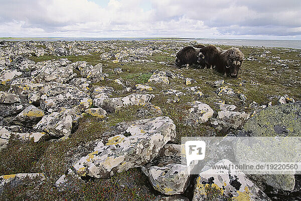 Group of Musk oxen (Ovibos moschatus) graze among lichen-covered rocks in the Yukon Delta National Wildlife Refuge  Alaska  USA; Nunivak Island  Alaska  United States of America