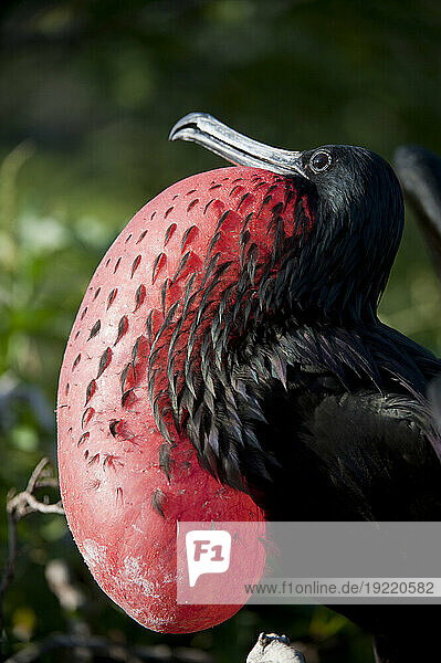 Male Magnificent frigatebird (Fregata magnificens) displays his neck pouch to attract females in Galapagos Islands National Park; North Seymour Island  Galapagos Islands  Ecuador