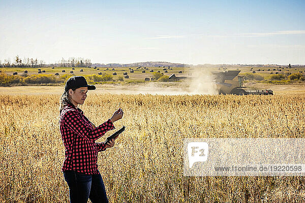 A young farm woman standing in a field at harvest time inspecting the grain  using advanced agricultural software technologies on a pad  while a combine works in the background; Alcomdale  Alberta  Canada