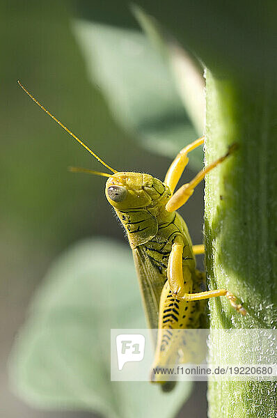 Grasshopper clings to a plant stalk; Lincoln  Nebraska  United States of America