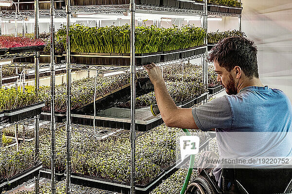 Business owner in a wheelchair inspects a variety of microgreens growing in trays under lighting; Edmonton  Alberta  Canada
