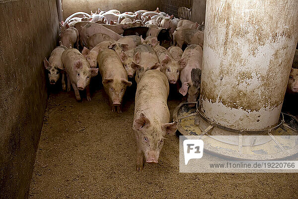 Pigs (Sus domesticus) at a hog farm; Greenleaf  Kansas  United States of America