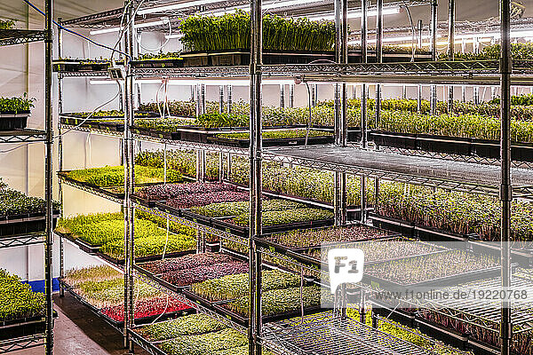 Variety of Microgreens growing in trays under lighting; Edmonton  Alberta  Canada