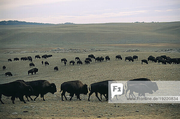 Herd of Bison (Bison bison) graze on the prairie at sunset; Wheatland  Wyoming  United States of America