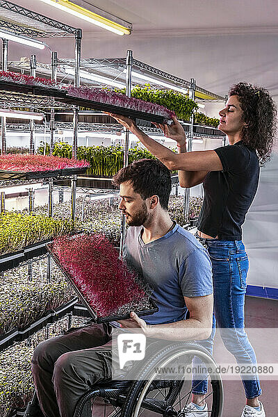 Business owners work with a variety of microgreens growing in trays; Edmonton  Alberta  Canada