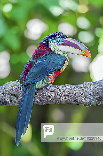 Close-up portrait of a Curl-Crested Aracari (Pteroglossus beauharnaisii) perched on a tree branch at a zoo; San Diego  California  United States of America