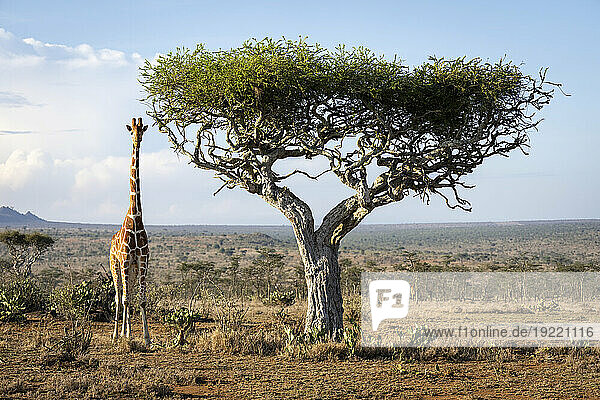 Portrait of a reticulated giraffe (Giraffa reticulata) standing on the savannah by an acacia tree in golden sunlight  watching camera; Laikipia  Kenya