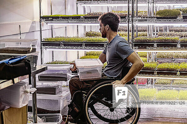 Business owner in a wheelchair working in a microgreens business with a variety of microgreens growing in trays under lighting; Edmonton  Alberta  Canada