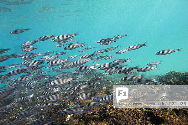 School of Black-striped Salema (Xenocys Jessiae) in the Pacific Ocean in Galapagos Islands National Park  Ecuador; Galapagos Islands  Ecuador