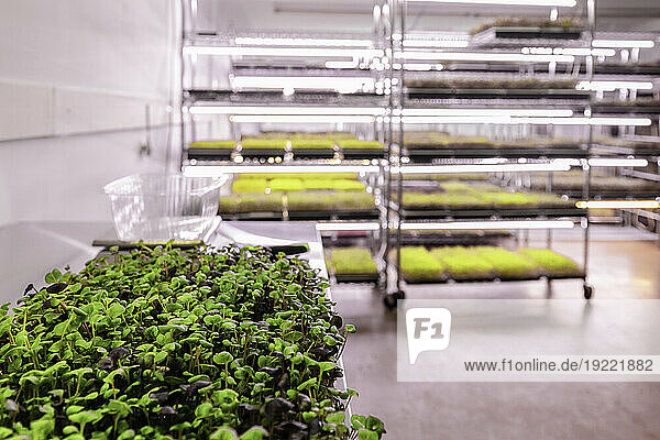 Variety of microgreens growing in trays under lighting; Edmonton  Alberta  Canada
