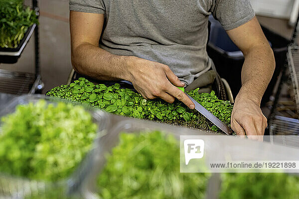 Worker cutting microgreens growing in trays; Edmonton  Alberta  Canada