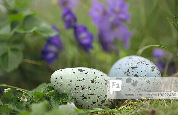 Speckled thick-billed murre's egg (Uria lomvia) nestled among purple wildflowers; St. George Island  Pribilof Islands  Alaska  United States of America