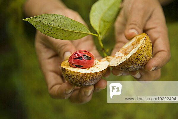 Fresh nutmeg grown on a farm in Kerala  India; Kerala  India