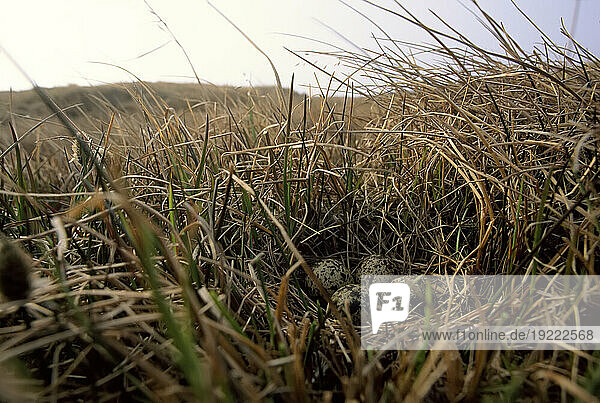 Four eggs in a nest in the tundra; North Slope  Alaska  United States of America