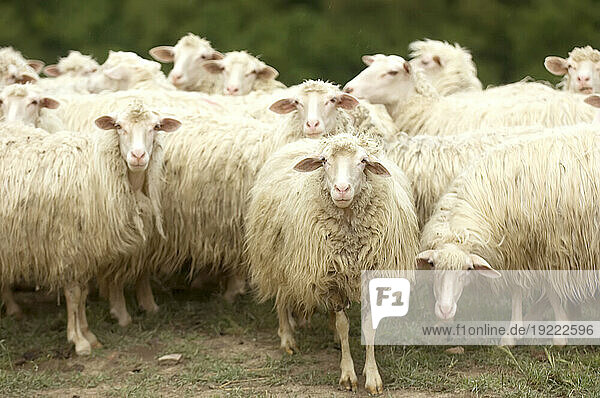 Herd of Sheep (Ovis aries) congregate on a field on the hillsides near Pienza  Tuscany; Pienza  Tuscany  Italy